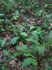 Veratrum parviflorum
