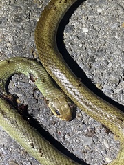 Coluber constrictor oaxaca