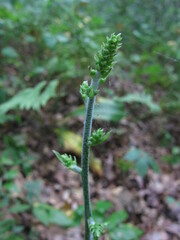 Veratrum parviflorum