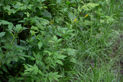 Agrimonia striata