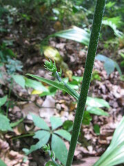 Veratrum parviflorum