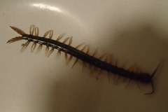 Cormocephalus westwoodi