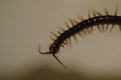 Cormocephalus westwoodi