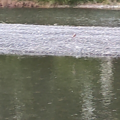 Fringilla coelebs gengleri