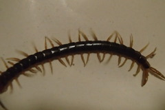 Cormocephalus westwoodi