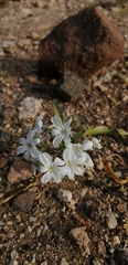 Zephyra compacta