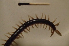 Cormocephalus westwoodi