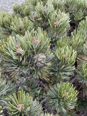 Pinus culminicola