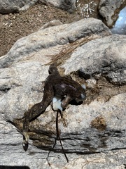 Lithobates chiricahuensis