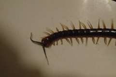 Cormocephalus westwoodi