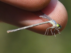 Ischnura perparva