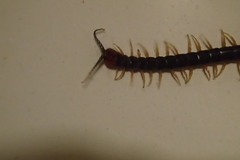 Cormocephalus westwoodi