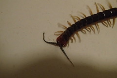 Cormocephalus westwoodi