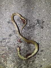 Coluber constrictor oaxaca