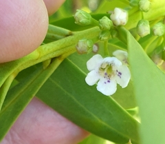 Myoporum insulare