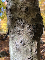 Cryptococcus fagisuga