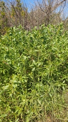 Myoporum insulare
