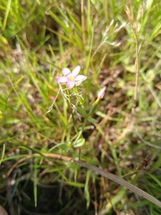 Centaurium pulchellum