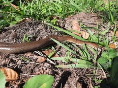 Masticophis mentovarius