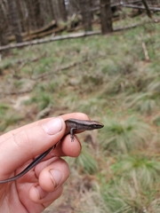 Lampropholis delicata