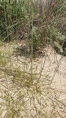 Ehrharta villosa