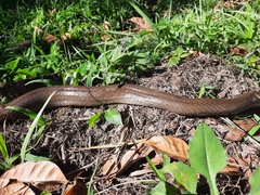 Masticophis mentovarius