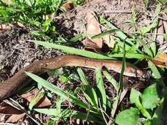 Masticophis mentovarius