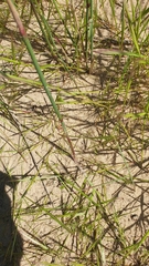 Ehrharta villosa