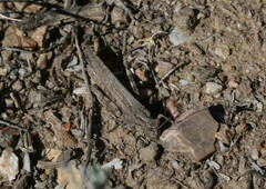 Trimerotropis gracilis