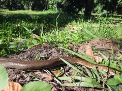 Masticophis mentovarius