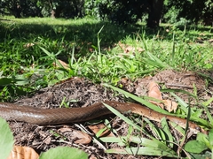 Masticophis mentovarius