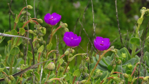 Cistanthe grandiflora