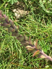 Odontites vernus