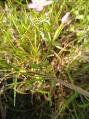 Centaurium pulchellum
