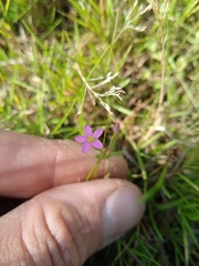 Centaurium pulchellum