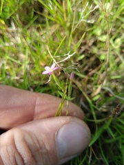 Centaurium pulchellum