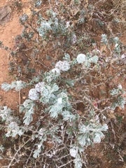 Dissocarpus paradoxus