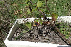 Pseudalmenus chlorinda