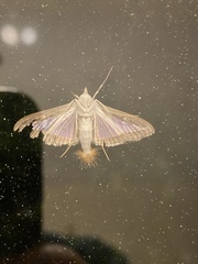 Diaphania