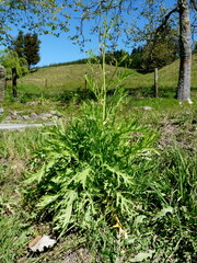 Brassica rapa nipposinica