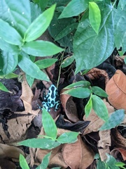 Dendrobates auratus