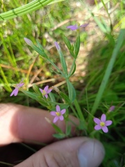 Centaurium pulchellum