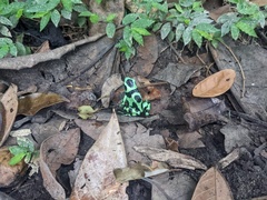 Dendrobates auratus