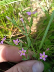 Centaurium pulchellum