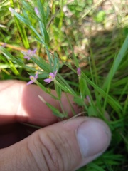 Centaurium pulchellum