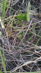 Sphenarium purpurascens