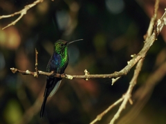 Thalurania watertonii