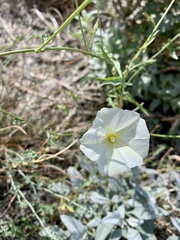 Calystegia
