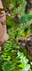 Dryopteris ludoviciana