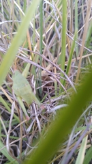 Sphenarium purpurascens